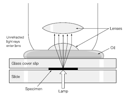 1522_Light microscopy 1.png